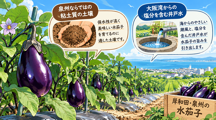 岸和田・泉州の「水茄子」の魅力と美味しい理由